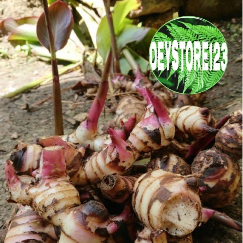 

jual Umbi ganyong segar paket 500 grm