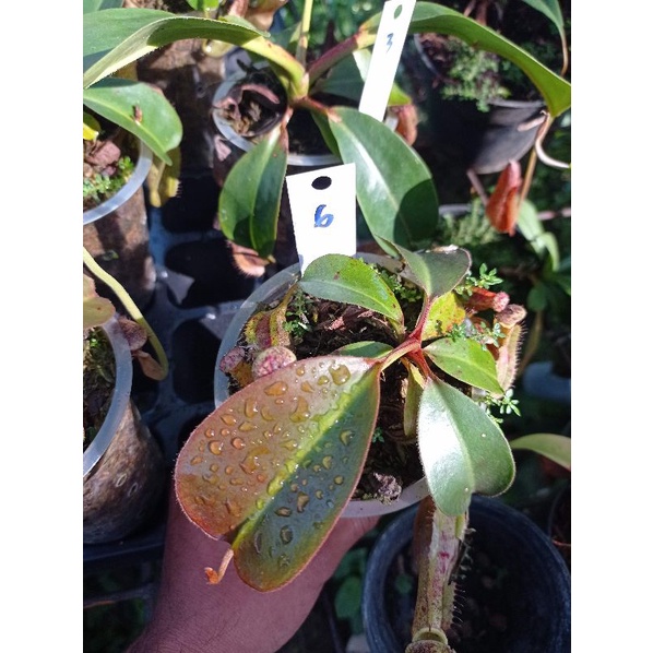 nepenthes/kantong semar boschiana x clipeata