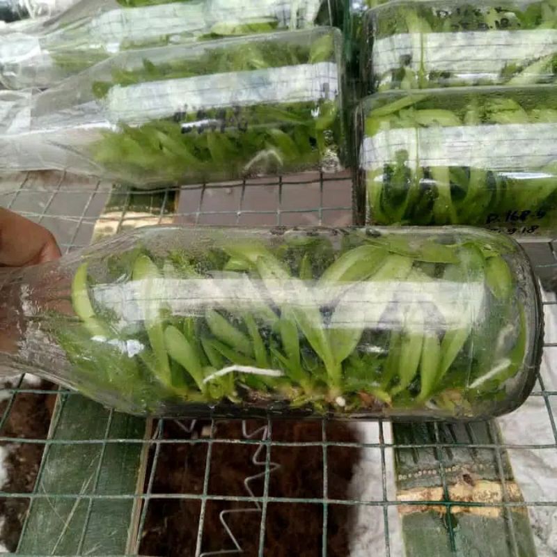 Anggrek botol siap Aklim