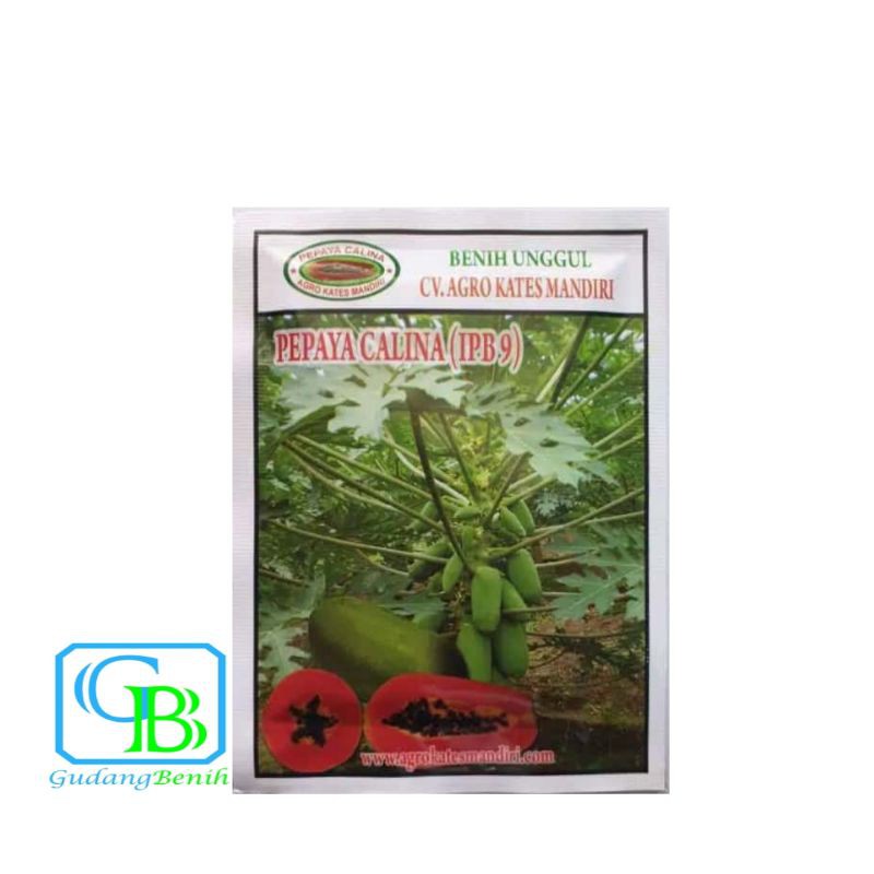 Bibit Pepaya Calina IPB9 1Gram 500 Butir Benih Pepaya Calina Asli