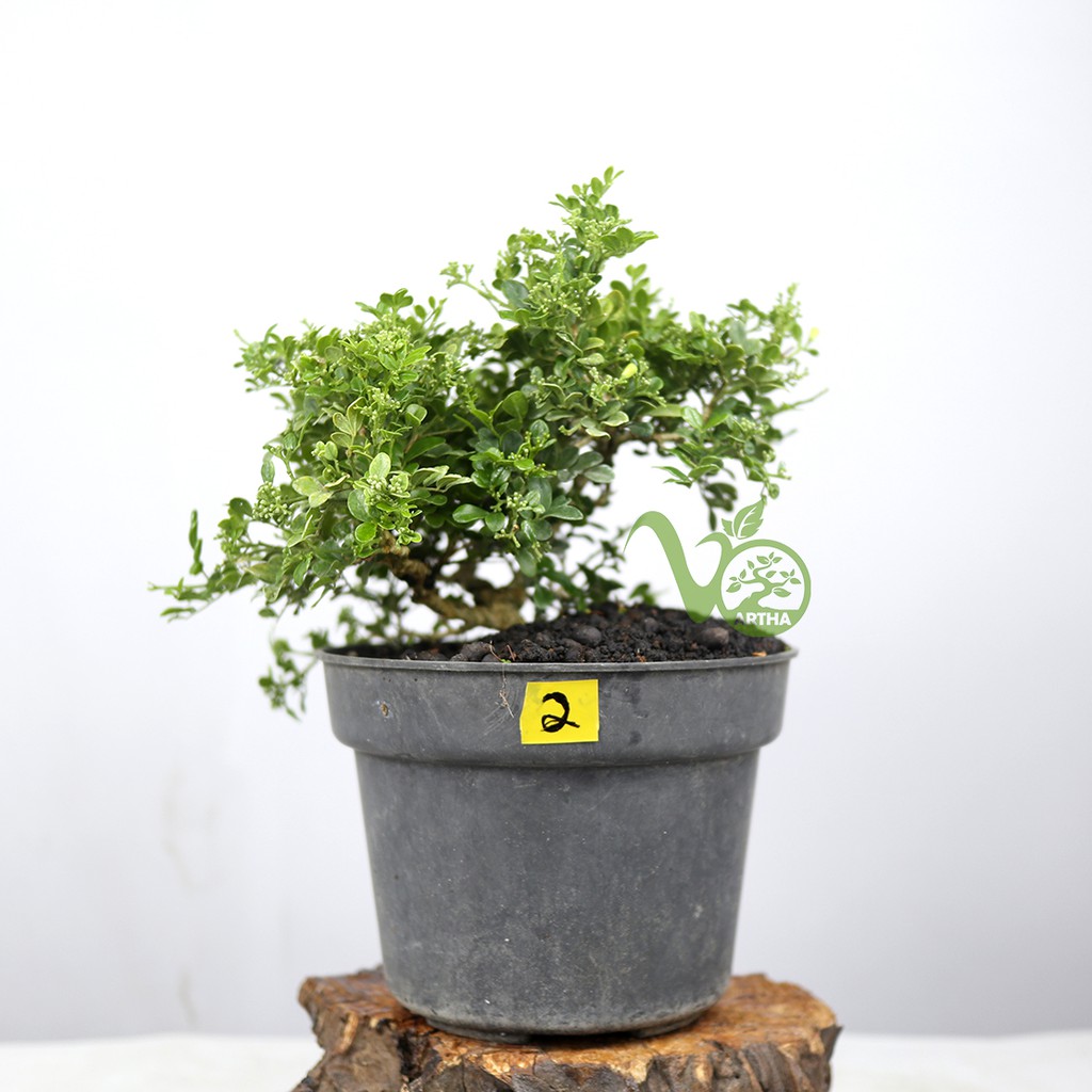 Bahan Bonsai Kemuning Mikro 2