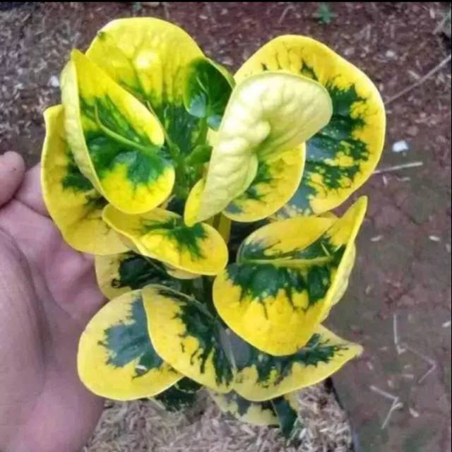 Tanaman hias pohon puring jengkol