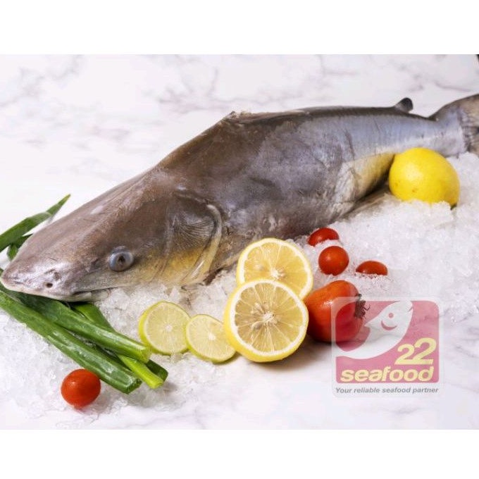 

Ikan Manyung Fillet 500 Gram / Marine Catfish / Seafood 22