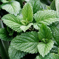 Benih Bibit Biji - Daun Mint (Common Mint) Herb Seeds - IMPORT