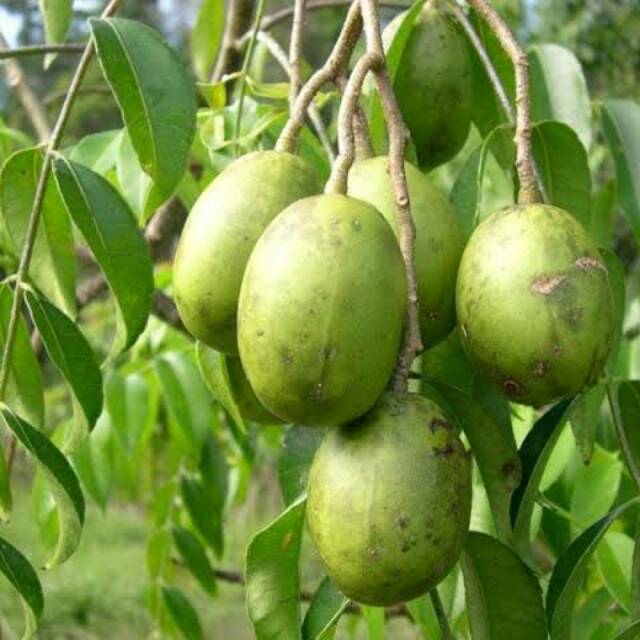 Bibit Tanaman Buah Kedondong - dondong Okulasi Cepat Berbuah