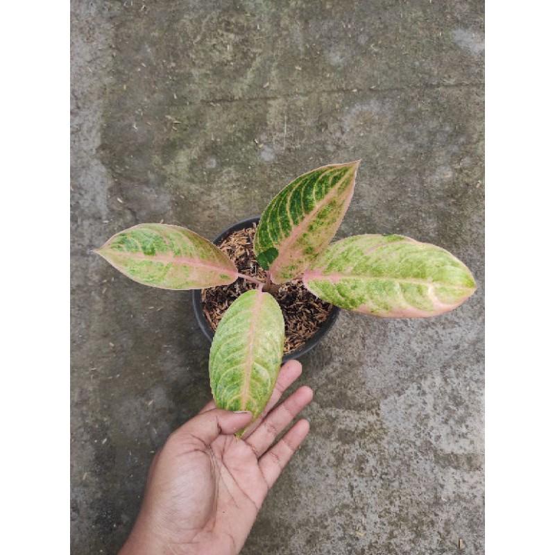 aglonema tembaga greg