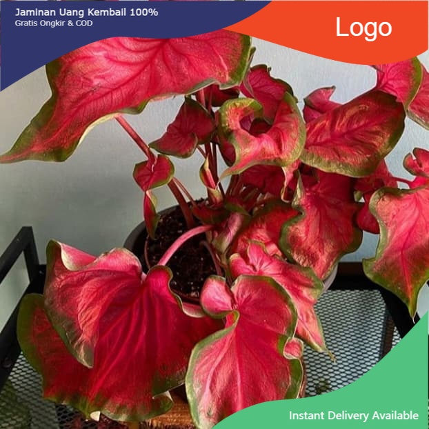 KELADI JAGUAR MERAH tanaman hias indoor - keladi wayang merah/Tanaman hias hidup Keladi