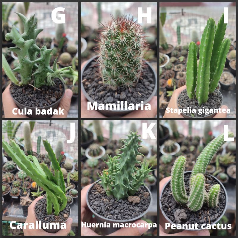 Kaktus Ownroot Medium Jumbo Murah Bebas Pilih