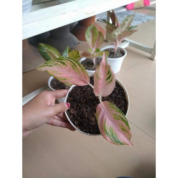 Promo aglonema anakan pink sunset