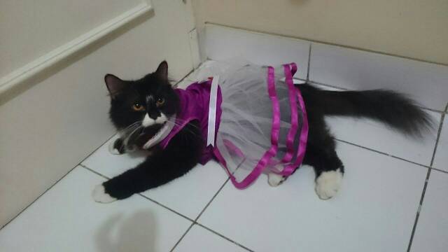 Dress princess ungu untuk kucing anjing / baju kucing anjing size S M L XL