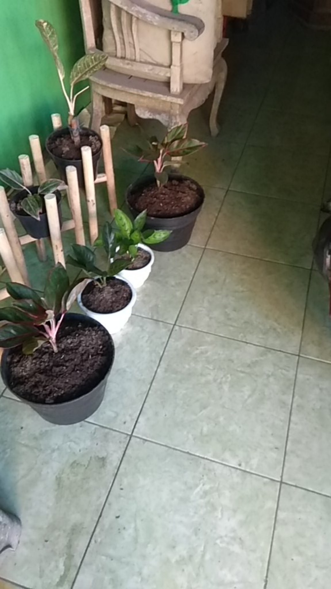 Tanaman Hias Aglonema Rotundum Cantik