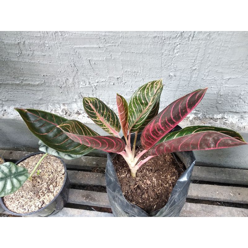 Aglonema pride of sumatra (red sumatra)