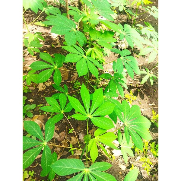 

daun singkong segar