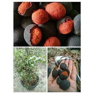 

QH buah langka asam kranji premium