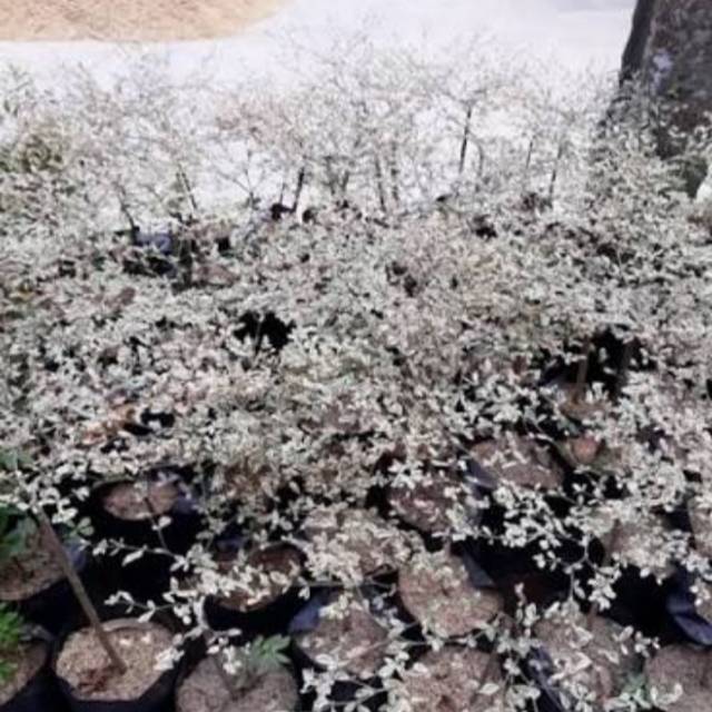 Ketapang Kencana Varigata / Tanaman Hias ketapang Kencana Varigata Subur