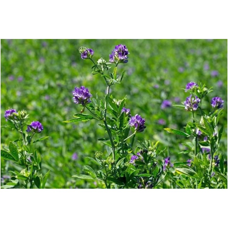 Benih-Bibit Rumput Alfalfa (Haira Seed)