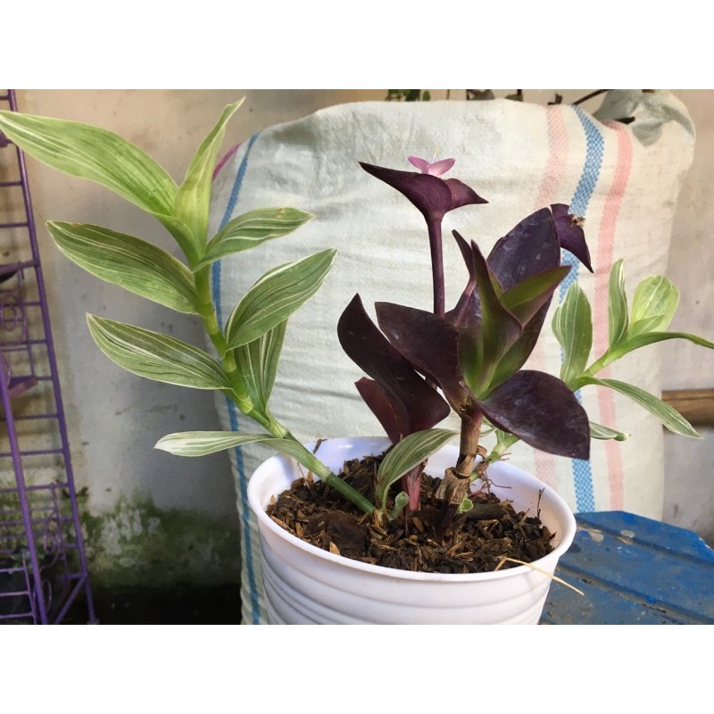 

tradescantia mix