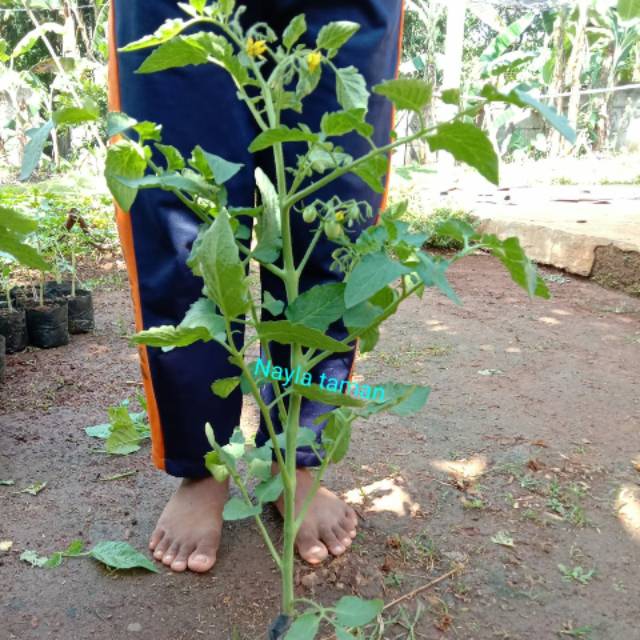 @Pohon Tomat Sayur- Tanaman Tomat
