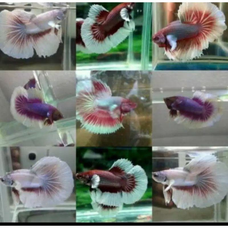 cupang dumbo big aer