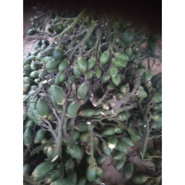 

pinang muda/pinang bonbon juss