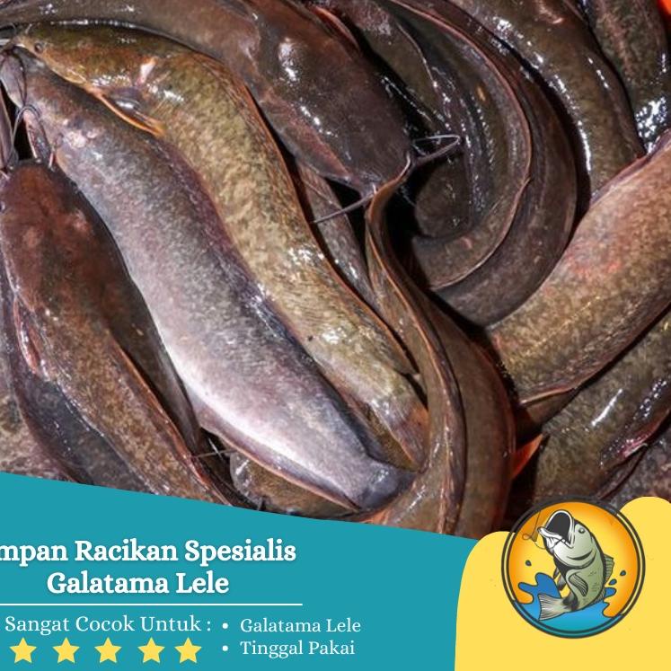 Umpan Pancing Jitu Lele Galatama Gt Harian Lomba Lele Terbaik Siap Pakai {FRO.02Jn22a}