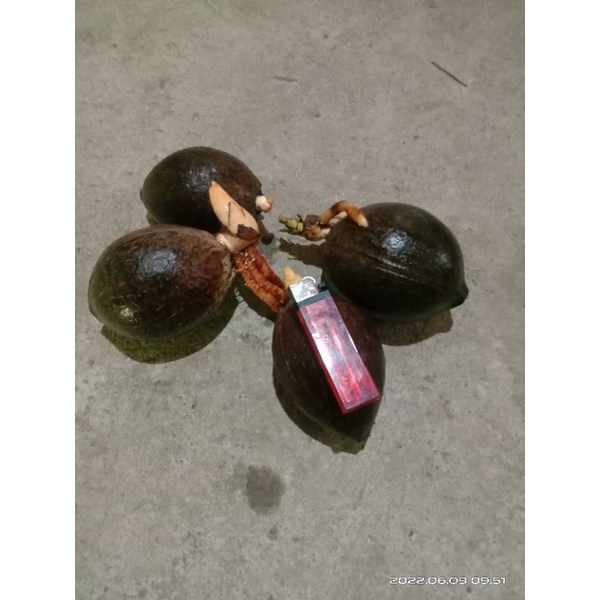 bahan bonsai kelapa gading mini