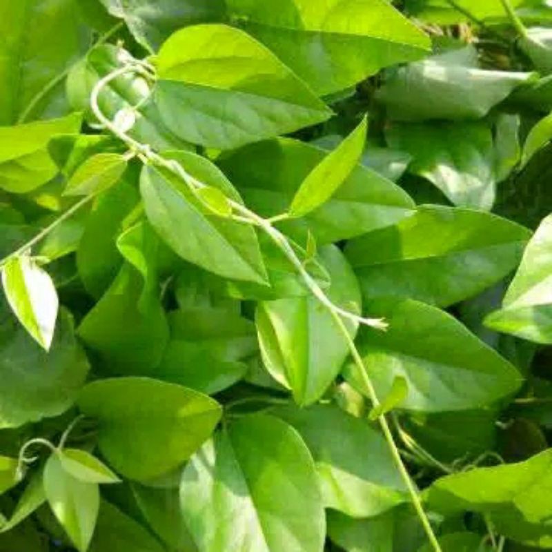 

Daun Cincau Hijau Rambat Segar Non Bulu (100 gram)