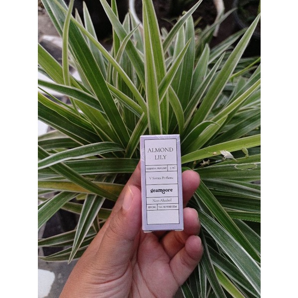 MANTULAJAA – GEAMOORE VSCENT Perfume / Parfum Kewanitaan MISS V 3ml-VSCENT-ALMOND LILY