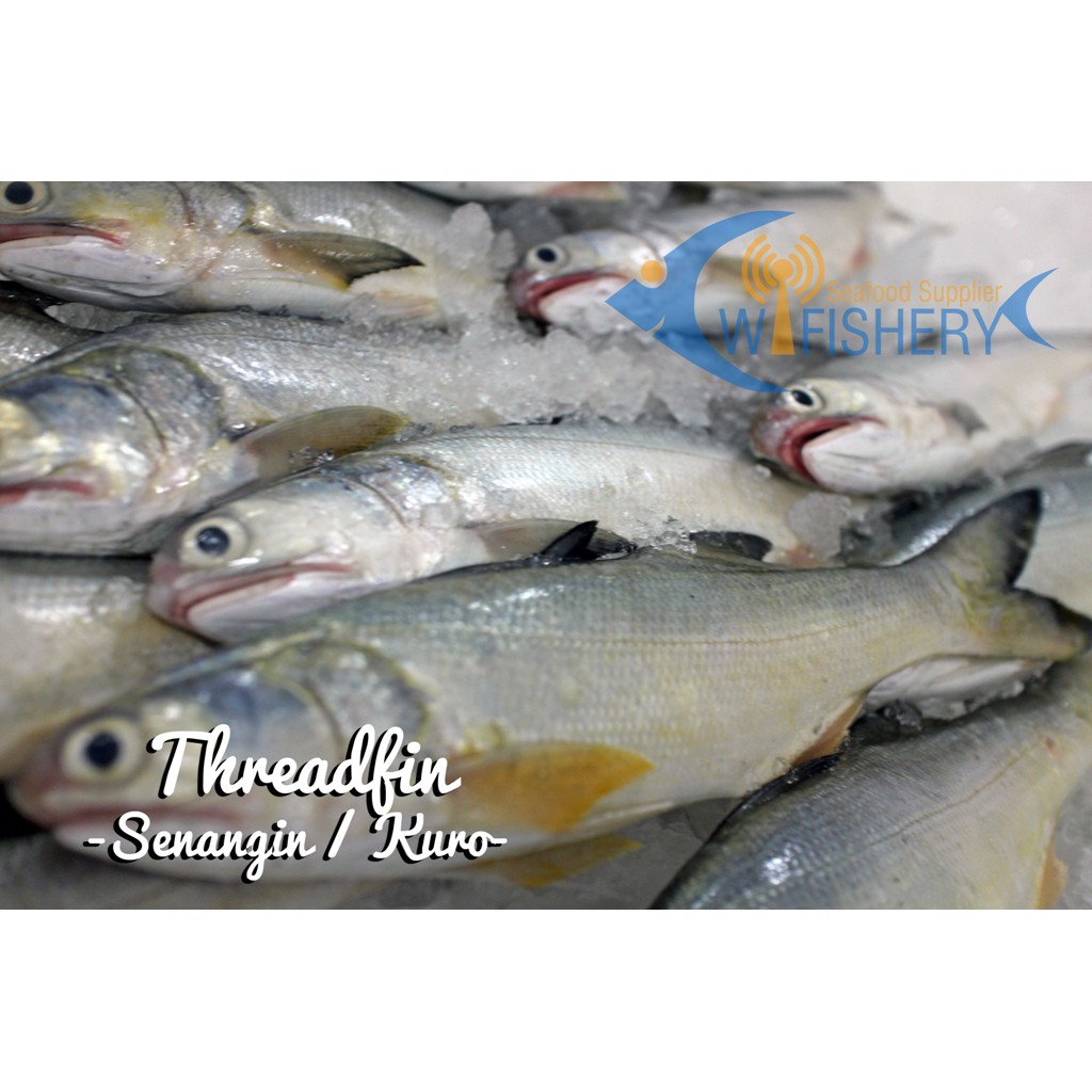 

Ikan Senangin / Kuro/ Ngor Hu Utuh Bersih - Threadfin WGGS