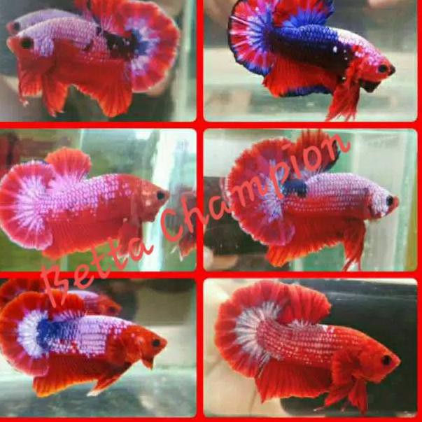 Terbaru Ikan Cupang Hellboy Fccp Fancy Line Ws Shopee Indonesia