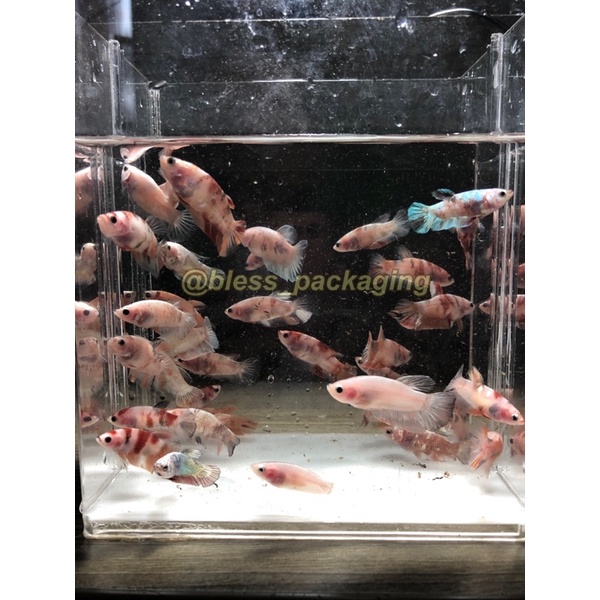 ikan cupang multicolor multi copper besgel cello nemo koi galaxy fancy candy fish cupang multi color