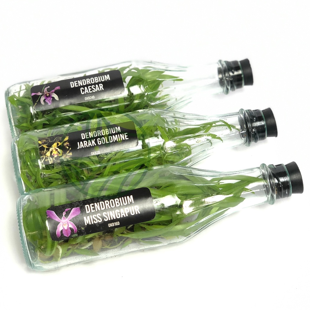 Anggrek Dendro Botolan Bibit Dendro Botol Anggrek Dendrobium Botolan