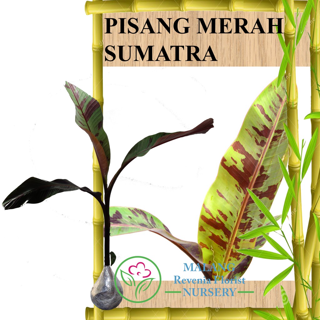 Tanaman Pisang Merah Sumatra (Tinggi 30-50 cm)