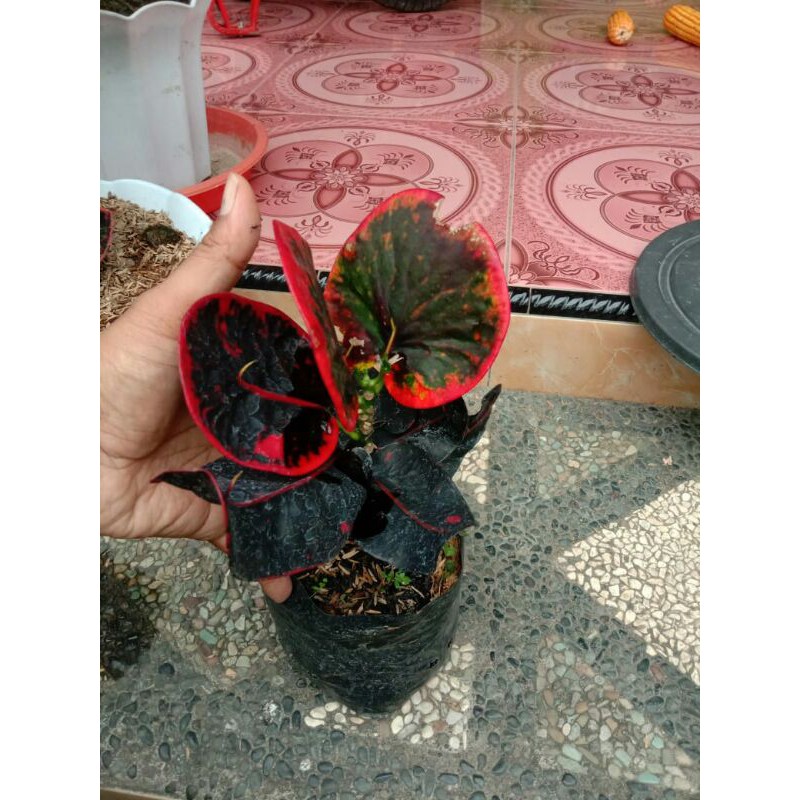 Tanaman puring Apel srg