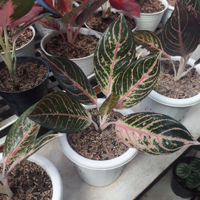 Aglonema Pride Of Sumatra (POS) Red Sumatra