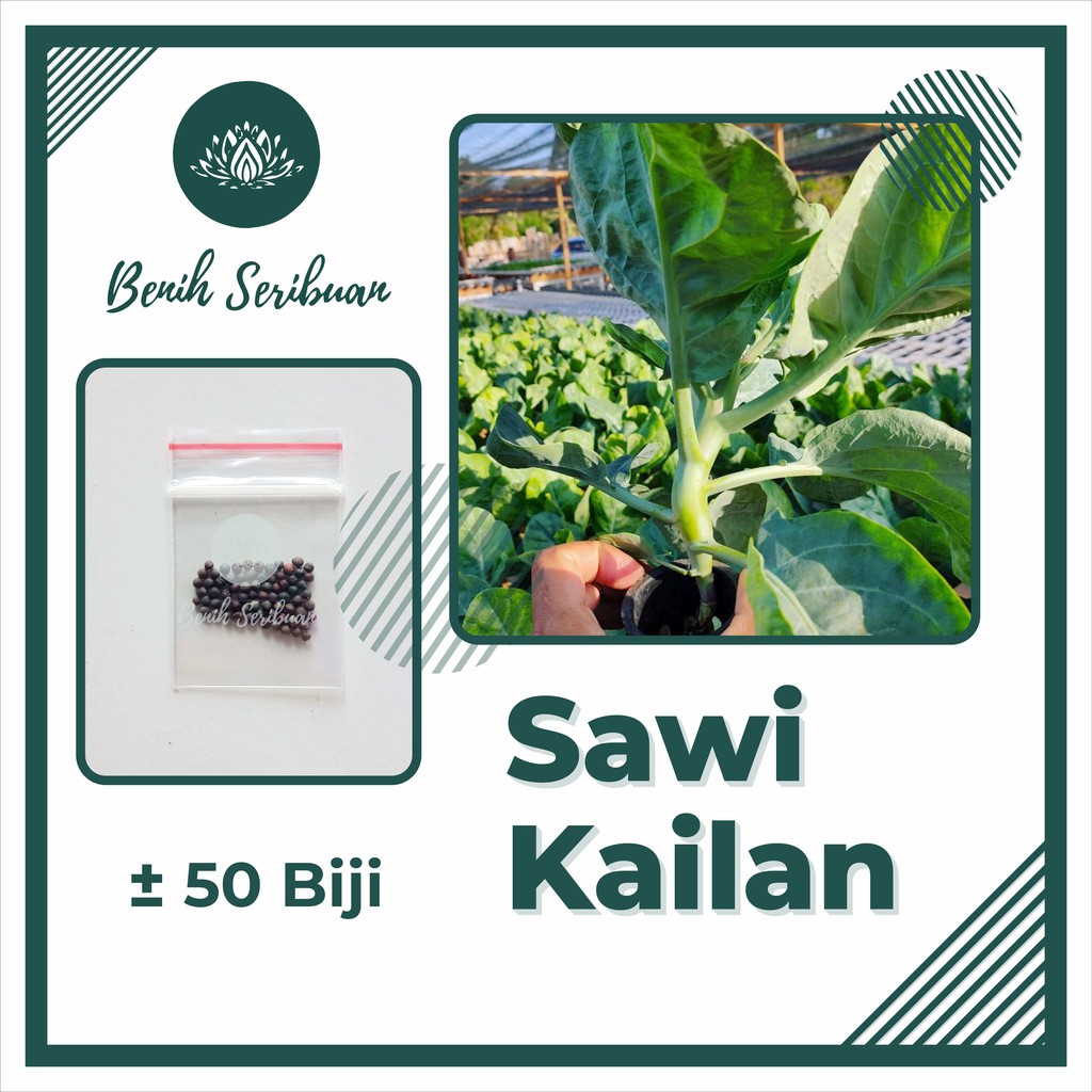 60 Benih Bibit Sawi Kailan Full White 921 Sayuran Known You Seed - Bibit Tanaman Sayur Seribuan