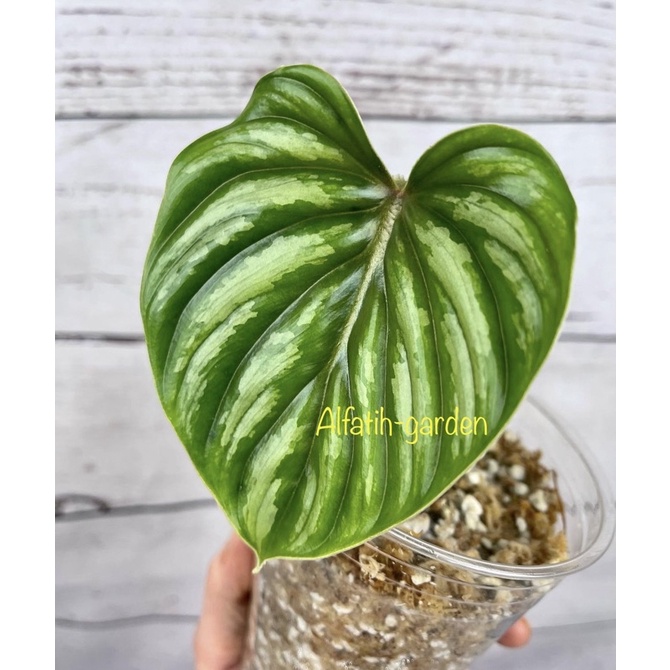 philodendron plowmanii 1daun
