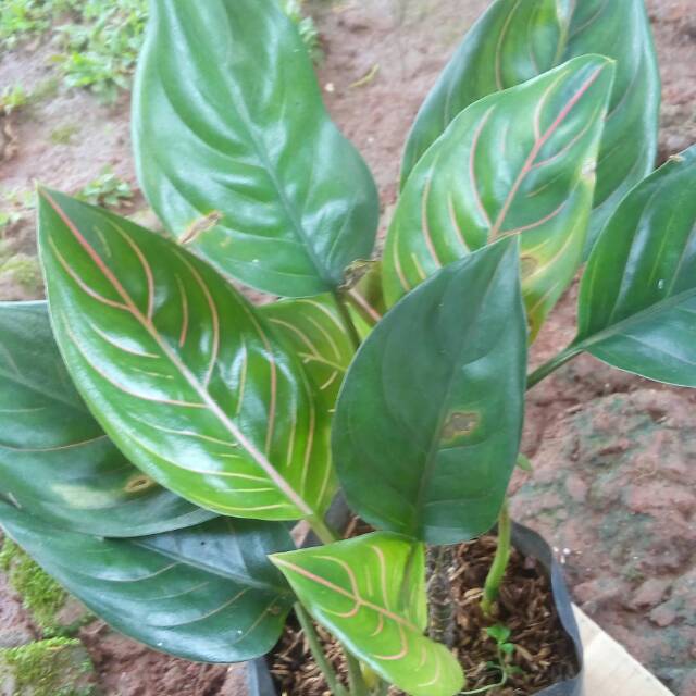 Grosir tanaman aglonema rotundum