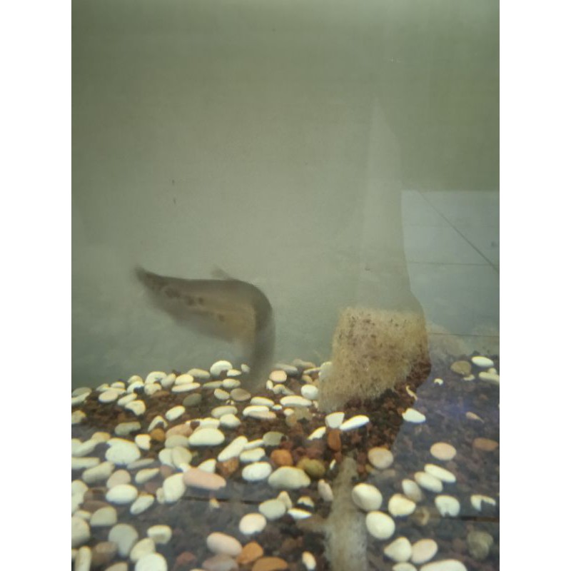 ikan belida bangkok