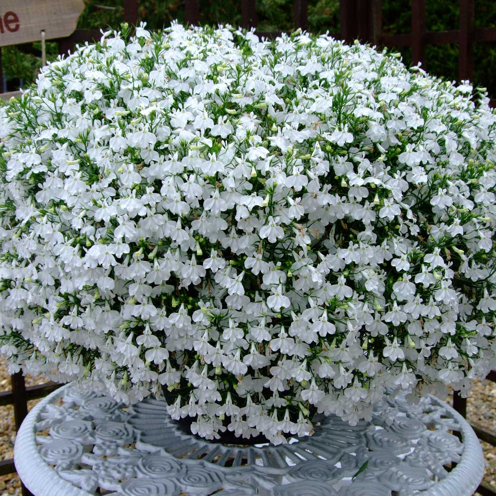 Benih Bibit Biji - Bunga Lobelia Cascade White Flower Seeds - Bisa Untuk Penutup Tanah, Bunga Pot &amp; Bunga Gantung - IMPORT