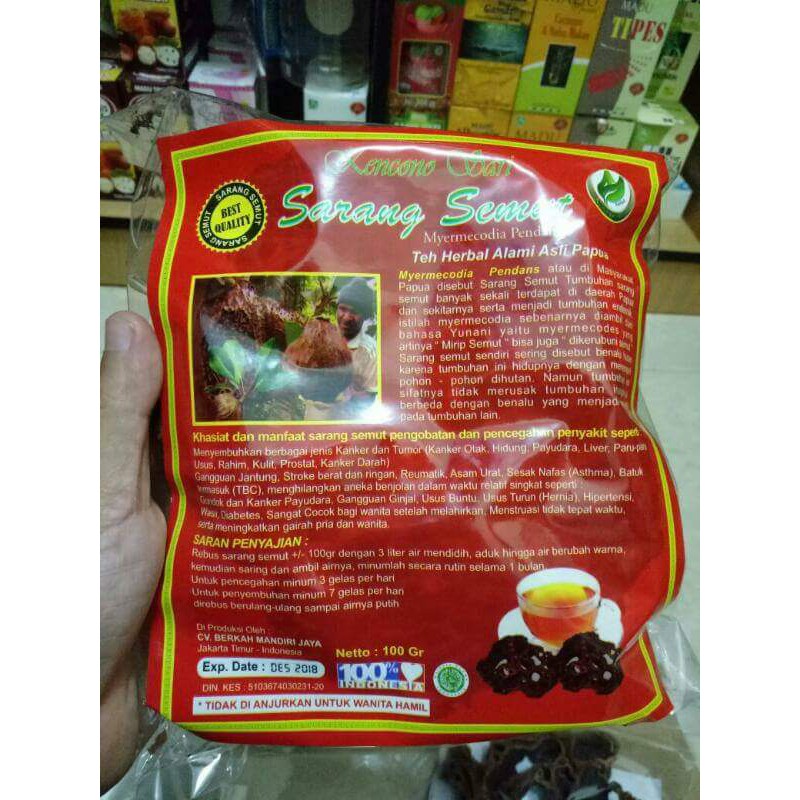 SARANG SEMUT ASLI PAPUA