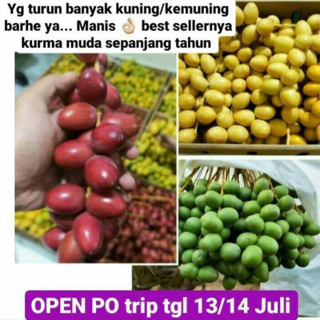 

Kurma muda ready tgl 13 Juli