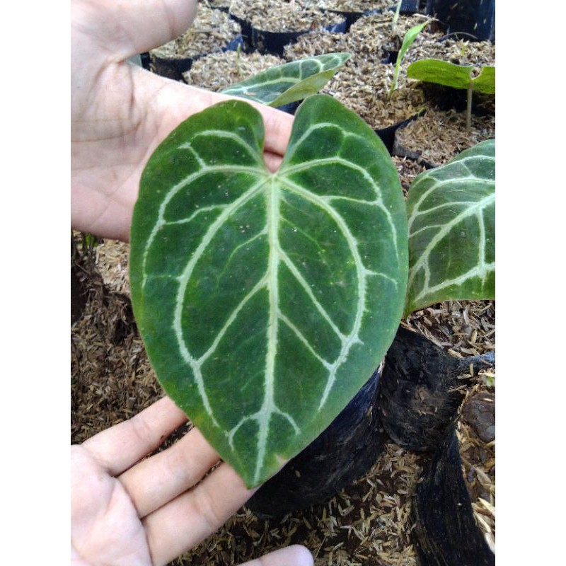 Kuping gajah magnificum