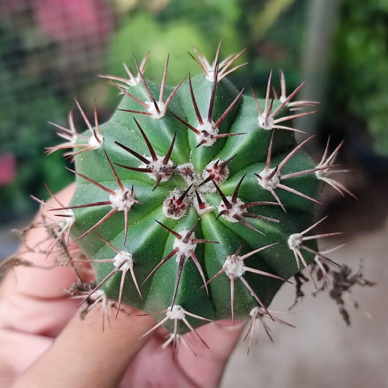 Kaktus Melocactus Curvispinus Ownroot