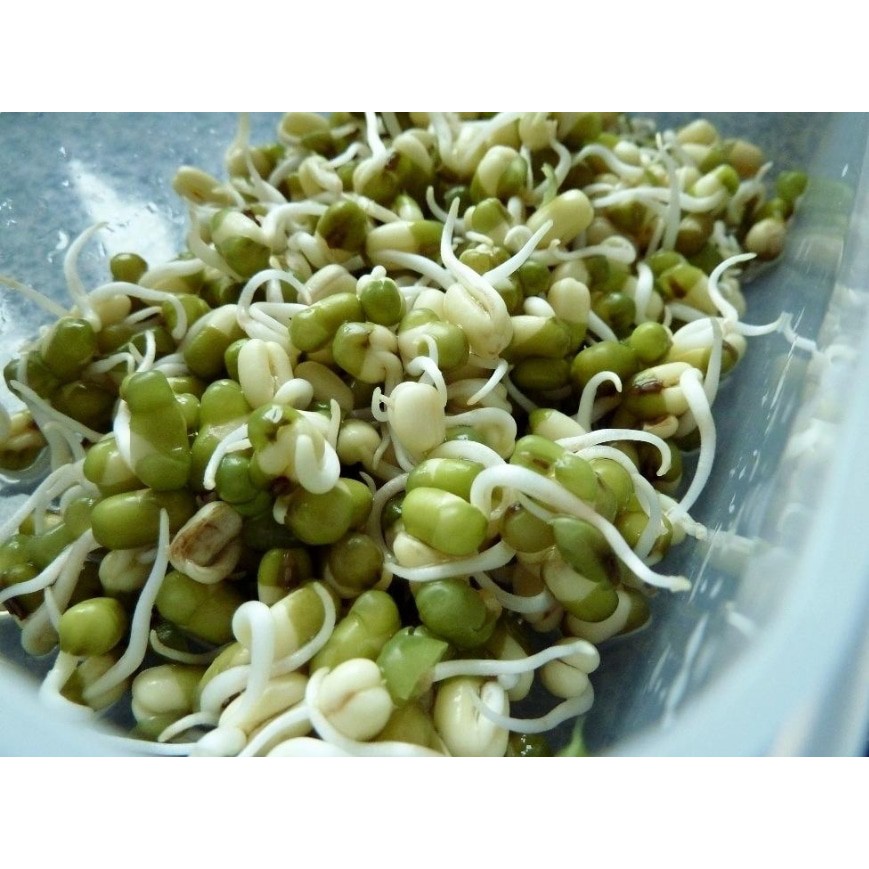 

Kecambah Toge / Toge Kecambah 250 g