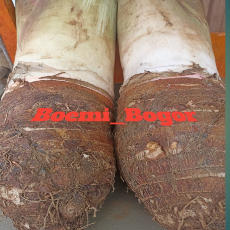 

Talas Bogor pulen 3kilo