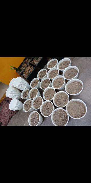 Paket Sekulen 50 Pcs