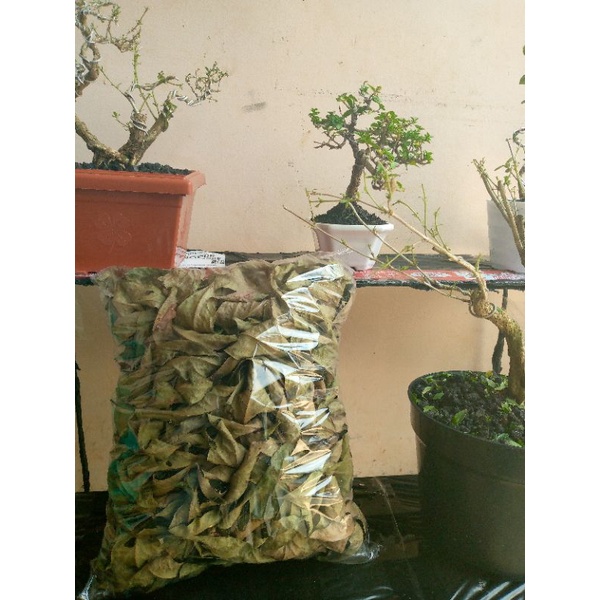 

daun salam kering 50 grm