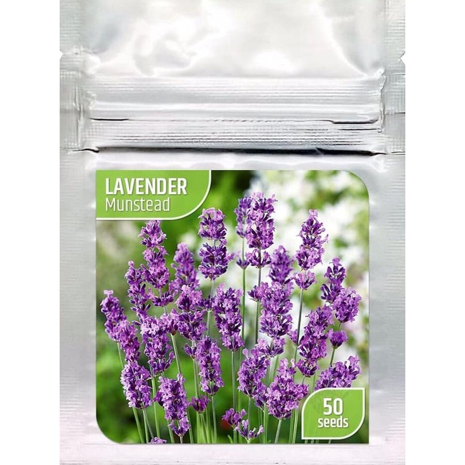 Jual Benih Bibit Bunga English Lavender Munstead Shopee Indonesia