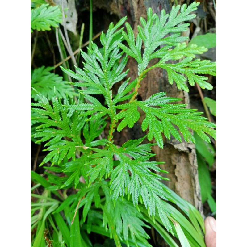 

Daun Ceker Ayam fesh kemasan 300 gram